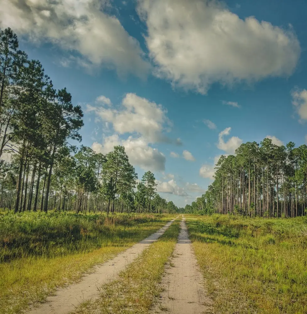 Apalachicola National Forest