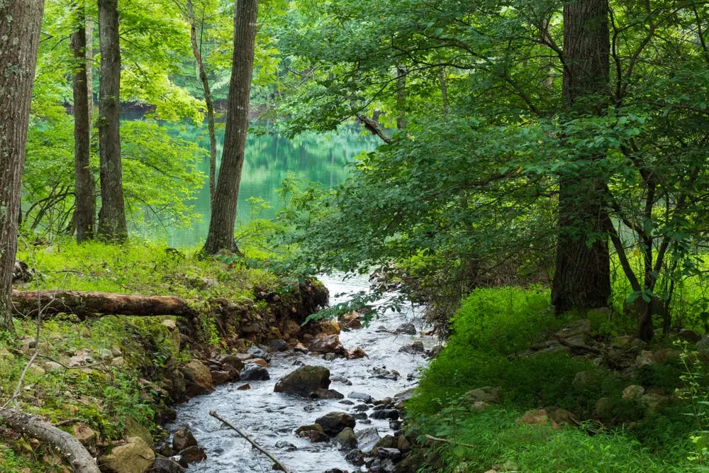 George Washington and Jefferson National Forests