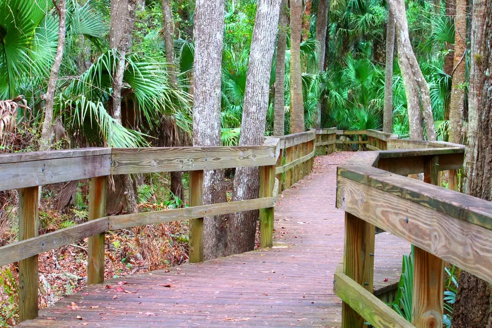 Highlands Hammock State Park