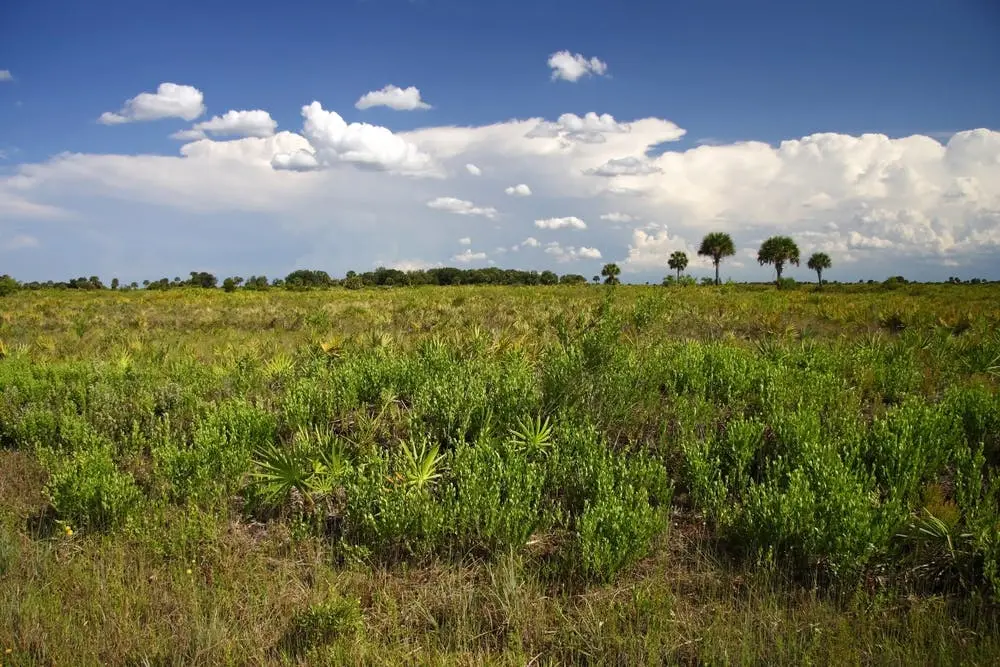 Kissimmee Prairie Preserve State Park