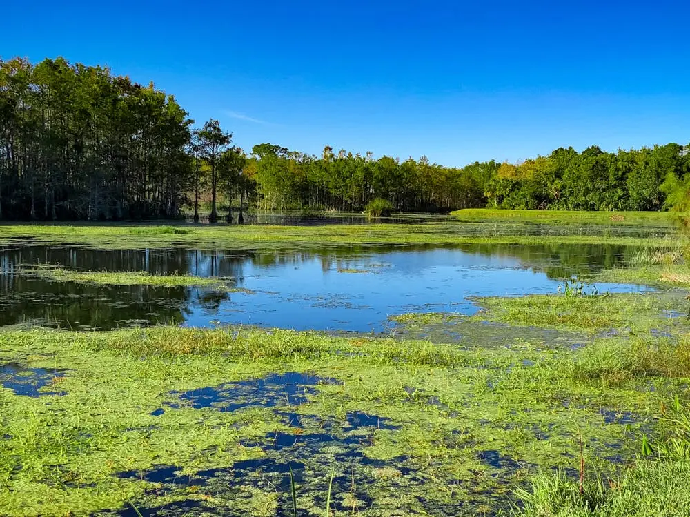 Little Ocmulgee State Park