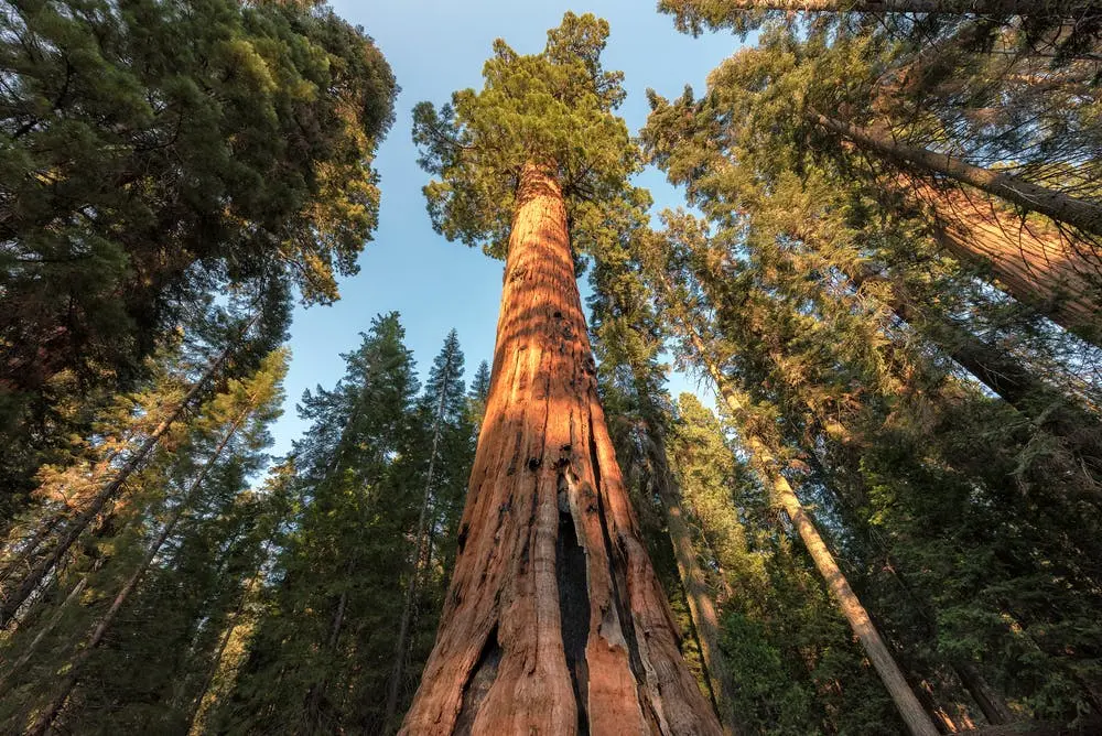 Mountain Home Demonstration State Forest