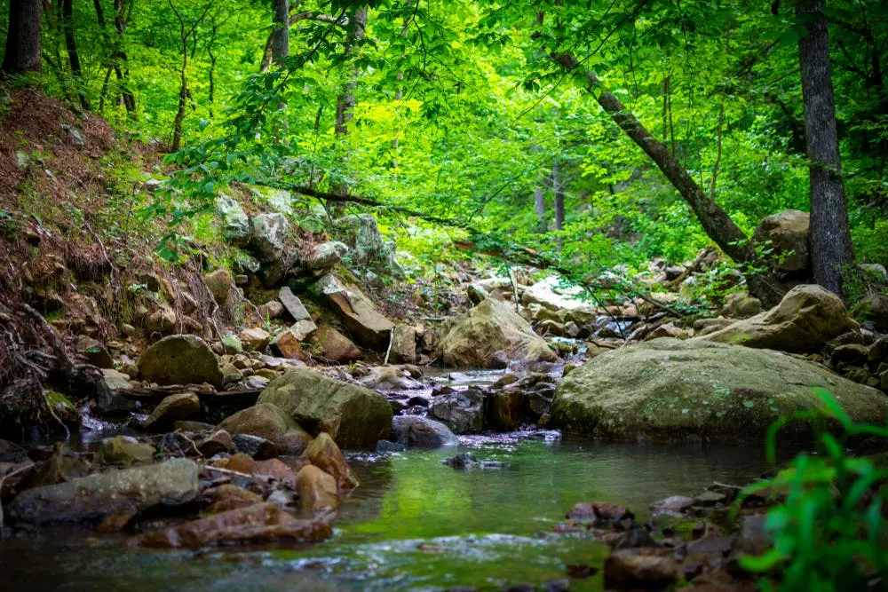 Ouachita National Forest