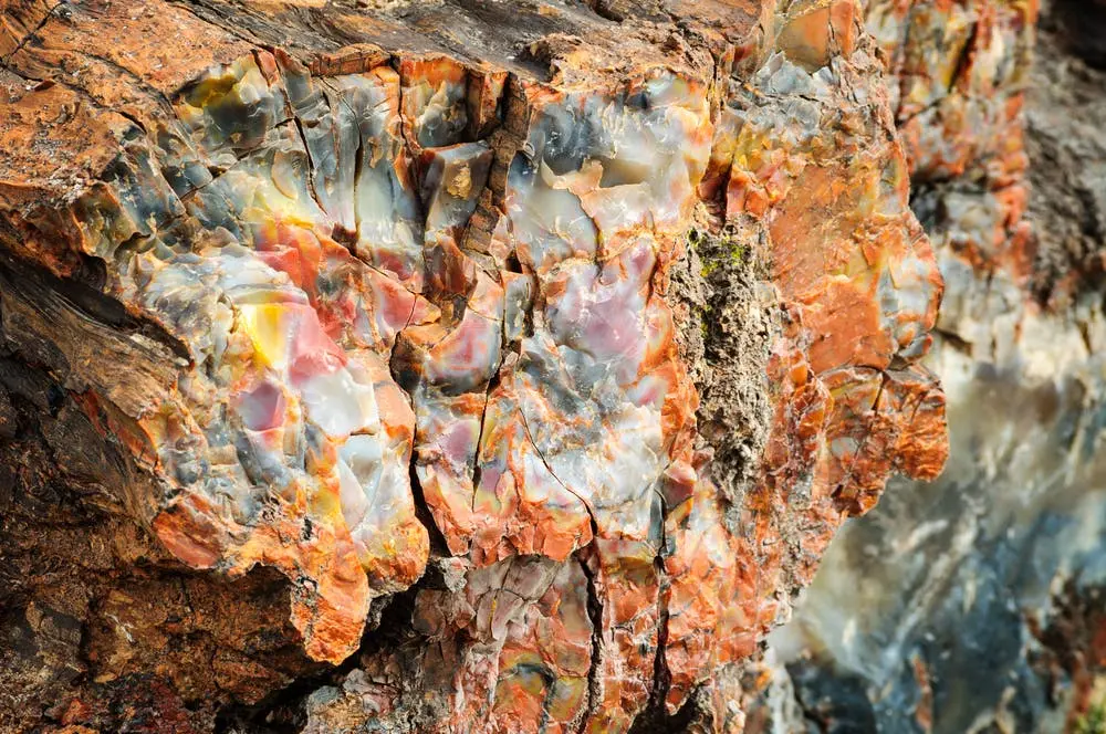 Petrified Forest National Park