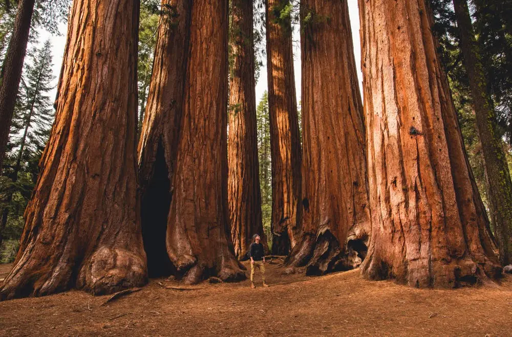 Sequoia National Forest