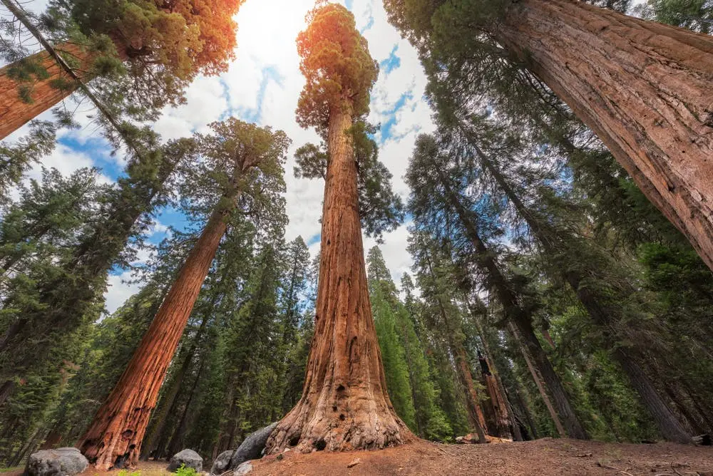 A view of Sequoia National Park