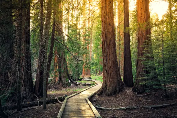 Sequoia National Park Hiking Trails